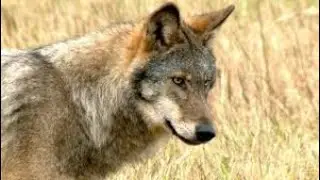 Wildcraft Livestream Endlich Leve 100 Mit Wolf