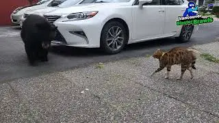Tigger the cat scares off a black bear in North Vancouver