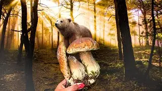 MUSHROOM FORAGING!!! GIANT FUNGHI PORCINI! Boletus edulis. Big Mushrooms