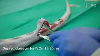 IVDD Simulation by Proinflammatory, Degenerative Organ Culture Model | Protocol Preview