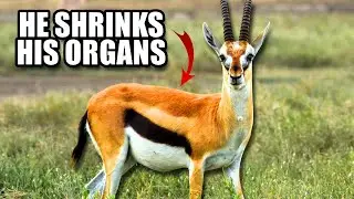 Thomson's Gazelle Facts: Do You Know the TOMMY?