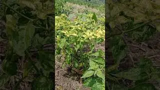 Tanaman cabai terkena Gejala Klorosis