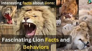 Fascinating Lion Facts and Behaviour |