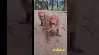 Monkey's mother doesn't even let baby touch her hand # YouTube # trending # shorts @rajan bestech