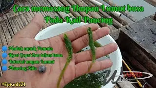 Cara cepat & mudah Memasang Umpan Lumut Busa di kail Pancing