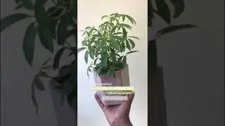 How to Care for A Umbrella Plant | Schefflera Plant Tips, Easiest House Plant, Great For Office