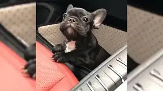 Comically Canine: A Compilation of Four-Legged Funnies That Fetch the Laughs!