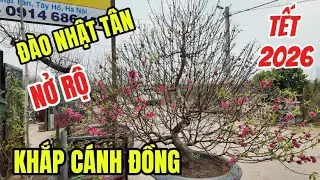 Khám Phá Làng Đào Nhật Tân Tết 2026- Đào Bích Nở Rộ Khắp Cánh Đồng Chào Đón Xuân Bính Ngọ