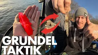 Jeder Rheinangler hasst diesen Fisch &ndash; und ich angle heute gezielt auf ihn!
