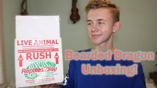 BABY BEARDED DRAGON UNBOXING from 7th Galaxy Dragons ✨