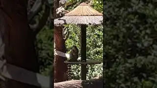 Ringtail lemur, King Julien in real life