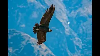 Andean Condors Soaring Over Colca Canyon | Peru Wildlife Encounter
