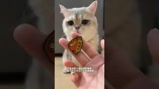 Daily life of cats at chinese bigg boss house. #catshorts #petshorts #biggboss