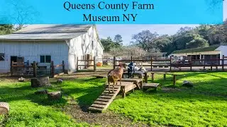 Queens County Farm Museum | Fall | Pumpkin Patch | Corn Maze| NYC | USA | America