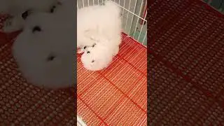 Cute Mini Funniest Animals - Best Of The 2025 Funny Animal Videos #96.1