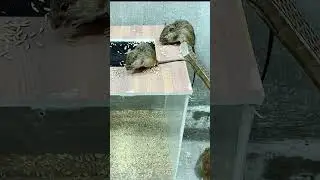 Best mouse trap idea mice can't resist #mousetrap #rat #shorts #animals  #pestremoval