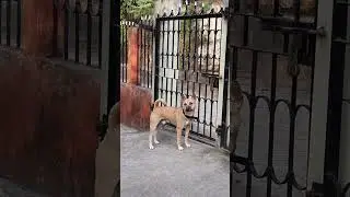 Ultimate Gatekeeper Dog #shorts #ytshorts #leo #dbrownmixstudio #dog #cutedog
