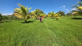 Terrenos en venta con árboles frutales 🤗🤗🤗