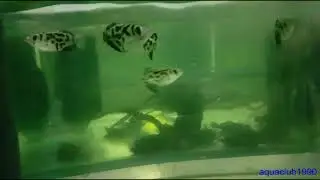 Риба брискун Toxotes blythii