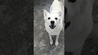 #viraldog tuffy #dogshorts #funny #youtubeshorts