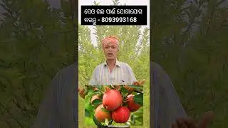 Apple Tree Farming in Odisha  #farming #grafting #odisha