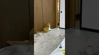 Taro is having fun playing alone😹#cat #catlovers #pets #funny #shorts