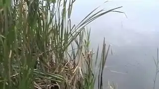 Вокруг озера 13 Sep 2018 obzor