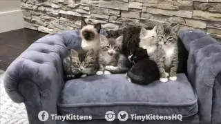 Grandpa Mason and his foster kittens on a tiny sofa - TinyKittens.com