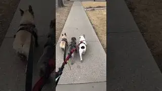 Frenchie Walk #frenchie #walk #dpgdad #shorts