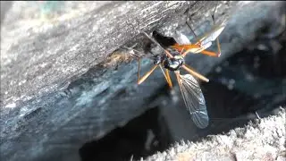 Pi&oacute;ror&oacute;g (Tanyptera atrata)