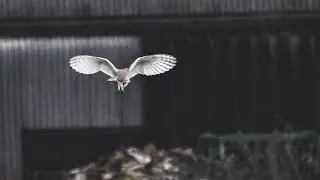 Shimpling Park Farm Diary   a year on   HD 1080p