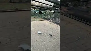 Feeding Colorful Macaws & Exotic Birds in Sri Lanka&rsquo;s Hidden Gem 🦜 | Birds Park Hambantota