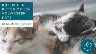 ZAL IK EEN KITTEN OF EEN VOLWASSEN KAT AANSCHAFFEN - De gelukkige huiskat  -  kattengedrag