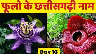 Chhattisgarh flowers name//chhattisgarh state flower//फूलों के नाम छत्तीसगढ़ी में //