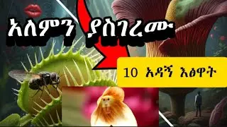 አለምን ያስደነገጡት 10 አስገራሚና አዳኝ እፅዋት(The 10 Most Unbelievable Creatures of Our World)