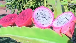 Produtor cultiva quatro mil pés de pitaya no Paraná