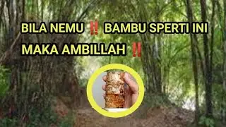 BILA NEMU ‼️ BAMBU SPERTI INI MAKA AMBILLAH ‼️ MENGALIRNYA KEREZEKIAN 