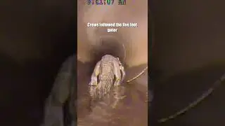 Alligator in Stormwater Pipe: A Dangerous Encounter Caught on Camera