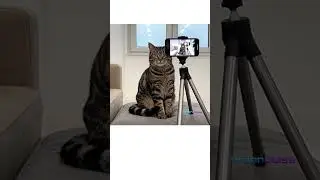 This cat tried to be an influencer&hellip; disaster strikes! 😹📸 #ai #funny