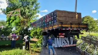 CARREGAMENTO EM SABINO+ SER&Aacute; QUE JA VAI COME&Ccedil;AR A SAFRA ?🤔🤔