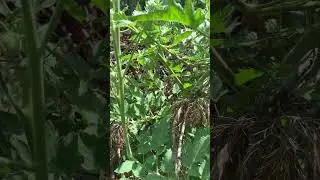 Volunteer tomatoes Vs the plants I lovingly nurture
