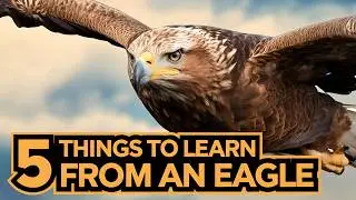 Power of Attitude (Eagle Mentality) - Best Motivational Video In English | Mindsetor