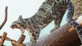 Nebelparder streckt sich  Clouded Leopard