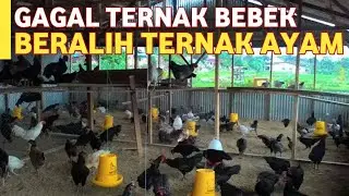 Failed to Raise Ducks, Switch to Raising Free Range Chickens!!