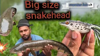 Fishing hunting videos |🐠 Snakehead fishing hunting | multiple snake head attack ❗#fish #fishing 
