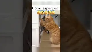 More Cute Animals Incoming! 🐱 #CuteAnimals #FunnyPets #AnimalShorts #CutenessExplosion
