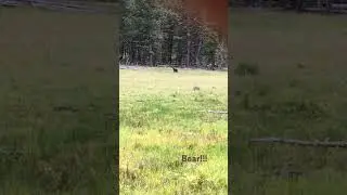 Bear encounter in the woods&hellip;..  #bear #wildlife #wildanimals #wild #thestagestopshere