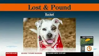 LOST & POUND: Bucket and Floppy