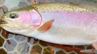 BIG Explore & SPRING CR. FLY FISHING!!