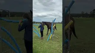 More trust building with Jack 💫   #horse #equestrian #trustbuilding
